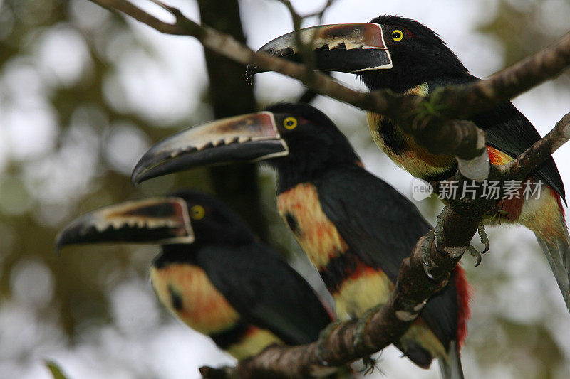 哥斯达黎加的Aracari Trio